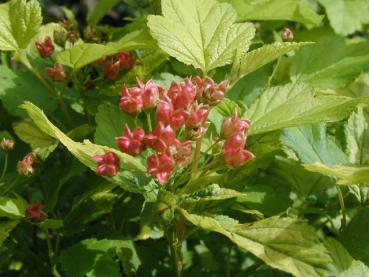 Gelblaubige Zwerg-Fasanenspiere - rote Früchte