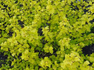 Die Sommerbelaubung des Physocarpus opulifolius Darts Gold (Gelblaubige-Zwerg-Fasanenspiere)