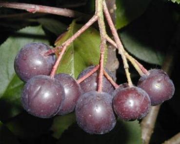 Aronia melanocarpa Viking - Schwarze Kulturapfelbeere Viking