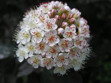 Physocarpus opulifolius Diabolo ® - Fasanenspiere Diabolo®