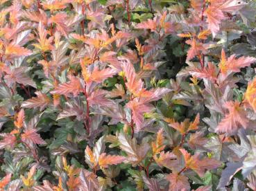 Fasanenspiere Diable d'Or ® - Physocarpus opulifolius Diable d'Or ®