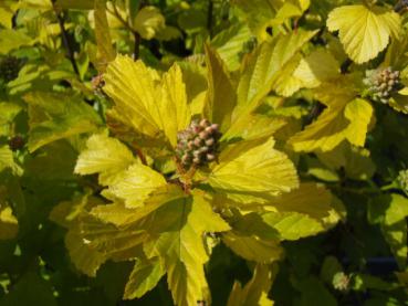 Gulbladig smällspirea - Physocarpus opulifolius Luteus