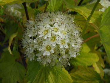 Gulbladig smällspirea (Physocarpus opulifolius Luteus)