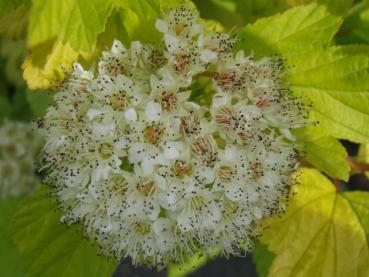 Gulbladig smällspirea (Physocarpus opulifolius Luteus)