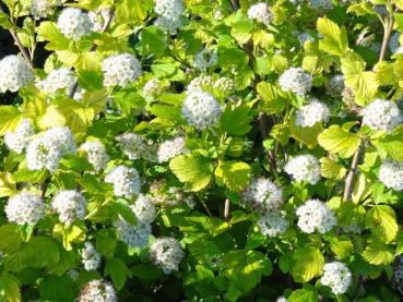 Gulbladig smällspirea (Physocarpus opulifolius Luteus)