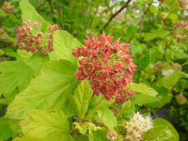 Gulbladig smällspirea (Physocarpus opulifolius Luteus)