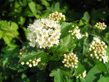 Physocarpus opulifolius Nanus - Zwerg-Fasanenspiere