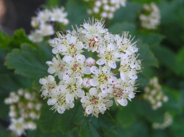 Weißen Blüten der Zwerg-Fasanenspiere