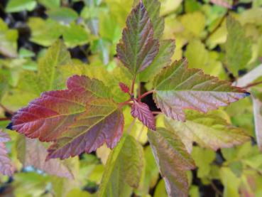 Die Zwerg-Fasanenspiere färbt sich im Herbst gelb.