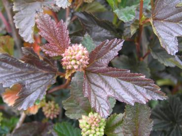 Fasanenspiere Red Baron - Physocarpus opulifolius Red Baron