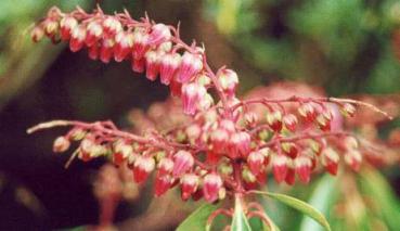 Pieris japonica Valley Valentine - Lavendelheide Valley Valentine