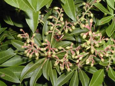 Pieris japonica Purity - Zwerg-Lavendelheide