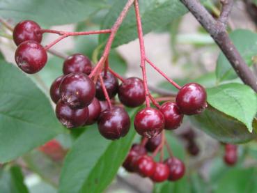 Aronia prunifolia - Pflaumenblättrige Apfelbeere