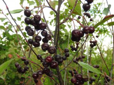 Die schwarzen essbaren Früchte der Pflaumenblättrigen Aronie (Aronia prunifolia) im Herbst