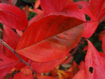 Aronia prunifolia im rotem Herbstlaub