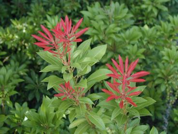 Pieris japonica Red Mill - Rotaustreibende Lavendelheide