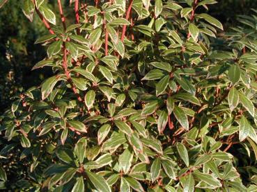 Pieris japonica Variegata - Weißbunte Lavendelheide