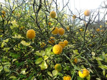 Poncirus trifoliata - Bitterorange