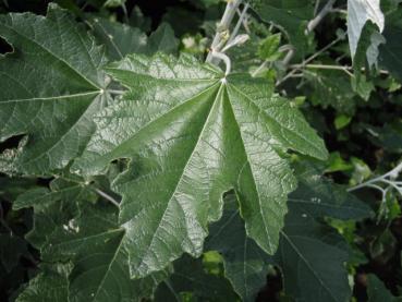 Silberpappel - Populus alba Nivea