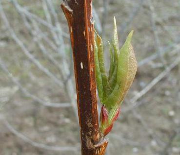 Populus balsamifera - Balsampappel