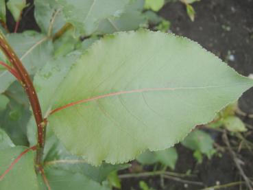 Berliner Lorbeerpappel - Populus berolinensis