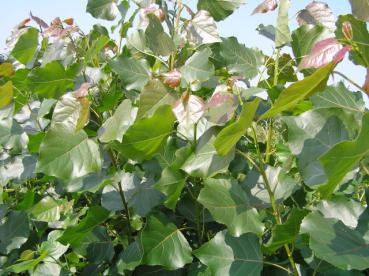 Populus canadensis Robusta - Nutzholzpappel