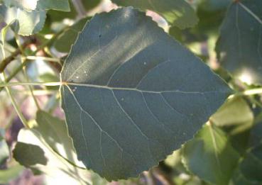 Populus nigra - Schwarzpappel