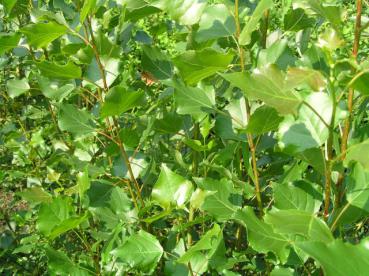 Populus nigra Italica - Pyramidenpappel