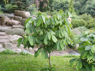 Asimina triloba