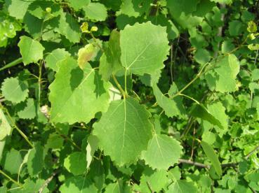 Populus tremula - Zitterpappel