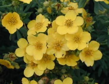 Potentilla fruticosa - Fingerstrauch