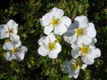 Fingerstrauch Abbotswood - weiße Blüten