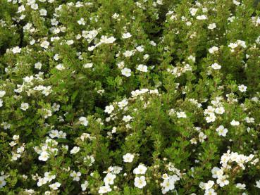 Potentilla fruticosa Abbotswood als blühender Bodendecker