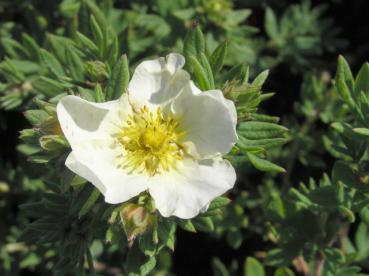 Potentilla fruticosa Elfenbein - Fingerstrauch Elfenbein