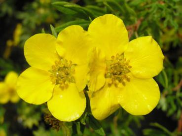 Potentilla fruticosa Goldfinger - Fingerstrauch Goldfinger