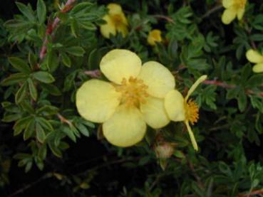 Fingerstrauch Hachmanns Gigant - Potentilla fruticosa Hachmanns Gigant