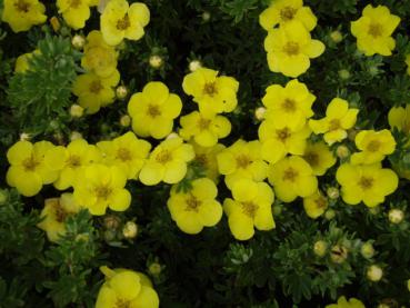 Potentilla fruticosa Kobold - Fingerstrauch Kobold