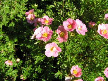 Rosablühender Fingerstrauch Lovely Pink ®