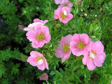 Fingerstrauch Lovely Pink ® - rosa Blüten