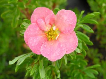 Fingerstrauch Lovely Pink: rosa Blüte in Nahaufnahme