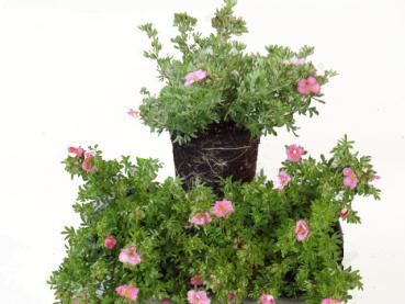 Verkausware von Potentilla fruticosa Lovely Pink