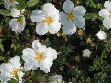 Fingerstrauch Manchu - Potentilla fruticosa Manchu