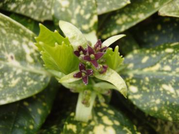 Gefleckte Blätter der Metzgerpalme (Aucuba japonica Variegata)