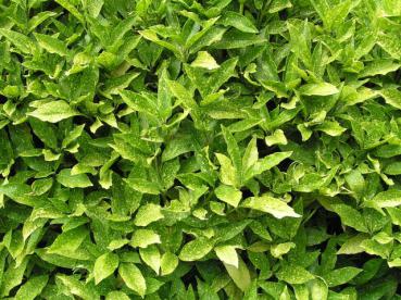 Aucuba japonica Variegata