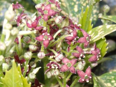 Die Blüten der Metzgerpalme (Aucuba japonica Variegata)