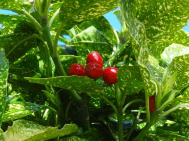 Auffällige rote Frucht der Metzgerpalme (Aucuba japonica Variegata)