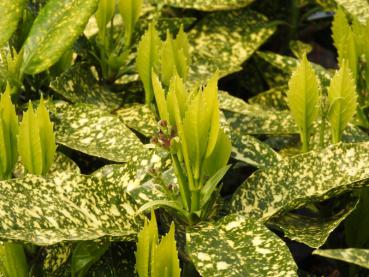 Blühende Aukube (Aucuba japonica Variegata) mit frischem Austrieb