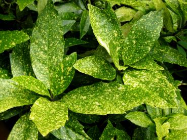 Grüne Blätter mit gelben Flecken - Aucuba japonica Variegata