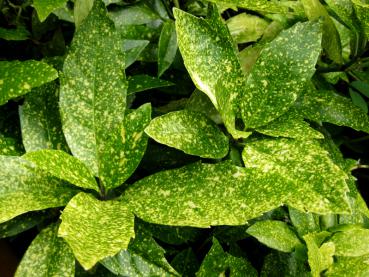 Aucuba japonica Variegata