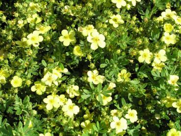 Fingerstrauch Manelys - Potentilla fruticosa Manelys